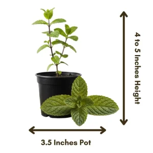 Chocolate Mint Live Herb Plant - 3.5 Inch Pot, Fragrant Edible Leaves, 3-5 Inches Tall for Outdoor Gardening - Image 2