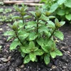 Chocolate Mint Live Herb Plant - 3.5 Inch Pot, Fragrant Edible Leaves, 3-5 Inches Tall for Outdoor Gardening - Image 1