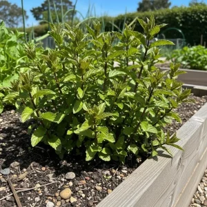 Chocolate Mint Live Herb Plant - 3.5 Inch Pot, Fragrant Edible Leaves, 3-5 Inches Tall for Outdoor Gardening - Image 5