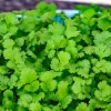 Cilantro Live Herb Plant, 3.5 Inch Pot, Well Rooted, 5-7 Inch Height - Image 1