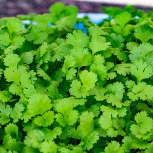 Cilantro Live Herb Plant, 3.5 Inch Pot, Well Rooted, 5-7 Inch Height - Image 1