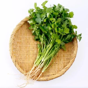 Cilantro Live Herb Plant, 3.5 Inch Pot, Well Rooted, 5-7 Inch Height - Image 3