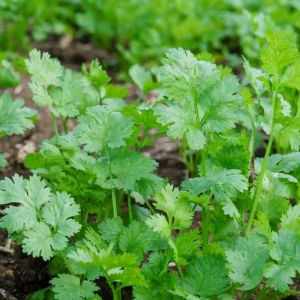Cilantro Live Herb Plant, 3.5 Inch Pot, Well Rooted, 5-7 Inch Height - Image 4