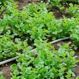 Cilantro Live Herb Plant, 3.5 Inch Pot, Well Rooted, 5-7 Inch Height - Image 5