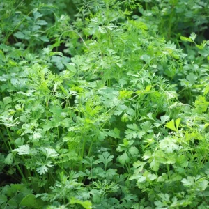 Cilantro Live Herb Plant, 3.5 Inch Pot, Well Rooted, 5-7 Inch Height - Image 6