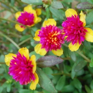 Cinderella Fairy Tale Purslane - Double Guava Live Plant - Portulaca Oleracea - Image 2