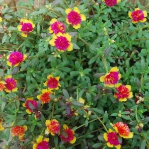 Cinderella Fairy Tale Purslane - Double Guava Live Plant - Portulaca Oleracea - Image 3