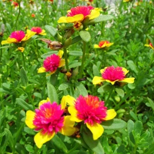 Cinderella Fairy Tale Purslane - Double Guava Live Plant - Portulaca Oleracea - Image 4