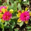 Cinderella Fairy Tale Purslane - Double Guava Live Plant - Portulaca Oleracea - Image 1