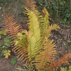 Cinnamon Fern Rhizomes - 5 Pack Live Native Shade Ferns, Easy Grow, Outdoor - Image 10