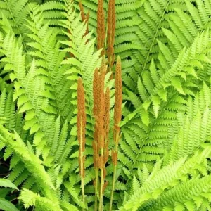 Cinnamon Fern Rhizomes - 5 Pack Live Native Shade Ferns, Easy Grow, Outdoor - Image 2