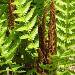 Cinnamon Fern Rhizomes - 5 Pack Live Native Shade Ferns, Easy Grow, Outdoor - Image 3