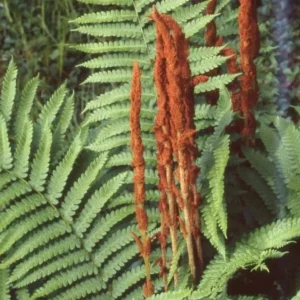 Cinnamon Fern Rhizomes - 5 Pack Live Native Shade Ferns, Easy Grow, Outdoor - Image 4