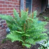 Cinnamon Fern Rhizomes - 5 Pack Live Native Shade Ferns, Easy Grow, Outdoor - Image 1