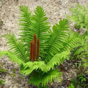 Cinnamon Fern Rhizomes - 5 Pack Live Native Shade Ferns, Easy Grow, Outdoor - Image 5