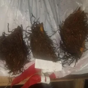 Cinnamon Fern Rhizomes - 5 Pack Live Native Shade Ferns, Easy Grow, Outdoor - Image 6