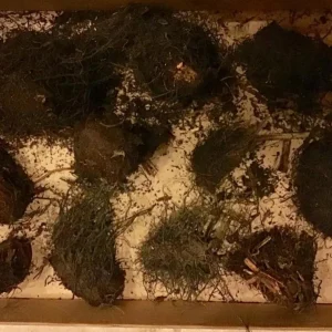Cinnamon Fern Rhizomes - 5 Pack Live Native Shade Ferns, Easy Grow, Outdoor - Image 7