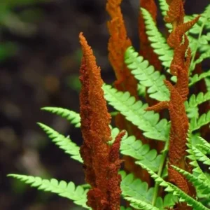 Cinnamon Fern Rhizomes - 5 Pack Live Native Shade Ferns, Easy Grow, Outdoor - Image 8