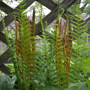 Cinnamon Fern Rhizomes - 5 Pack Live Native Shade Ferns, Easy Grow, Outdoor - Image 9