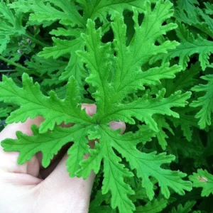 Citronella Geranium Live Plant - Mosquito Repellent - 4 Pack 2 inch Pots - Image 2
