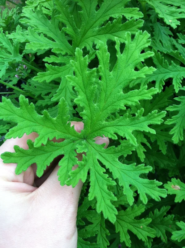 Citronella Geranium Live Plant - Mosquito Repellent - 4 Pack 2 inch Pots - Image 2