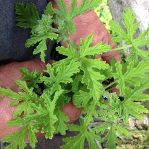 Citronella Geranium Live Plant - Mosquito Repellent - 4 Pack 2 inch Pots - Image 3