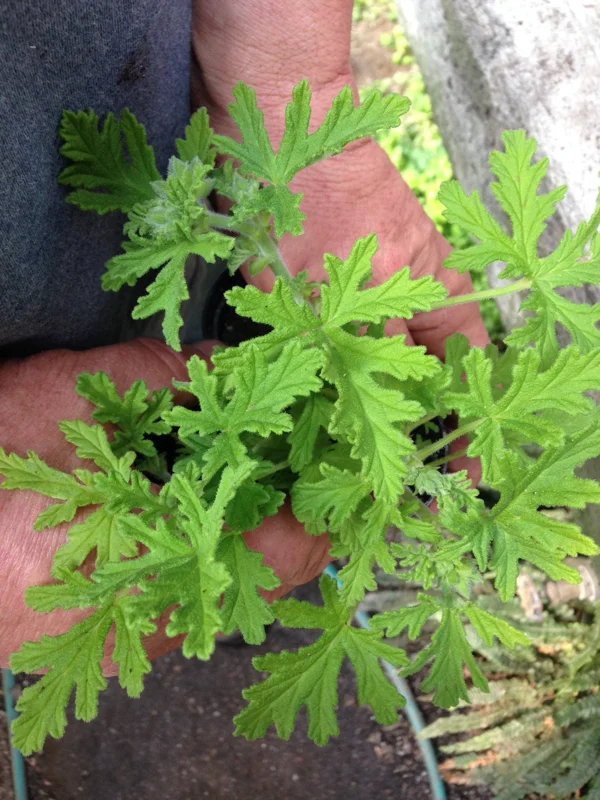 Citronella Geranium Live Plant - Mosquito Repellent - 4 Pack 2 inch Pots - Image 3