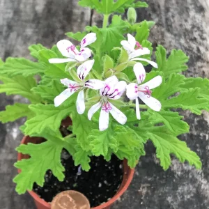 Citronella Geranium Live Plant - Mosquito Repellent - 4 Pack 2 inch Pots - Image 4