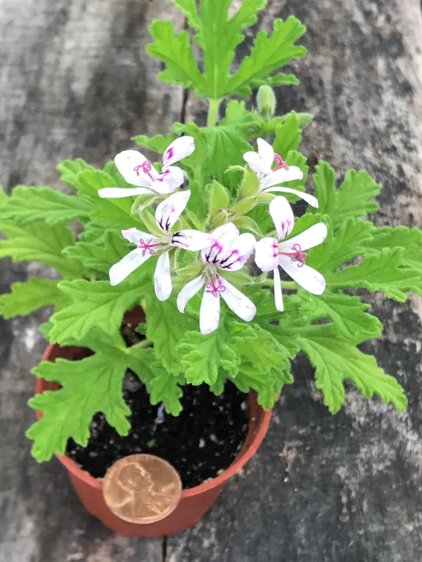 Citronella Geranium Live Plant - Mosquito Repellent - 4 Pack 2 inch Pots - Image 4