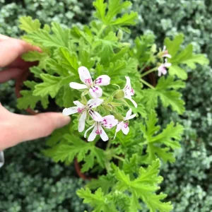 Citronella Geranium Live Plant - Mosquito Repellent - 4 Pack 2 inch Pots - Image 5