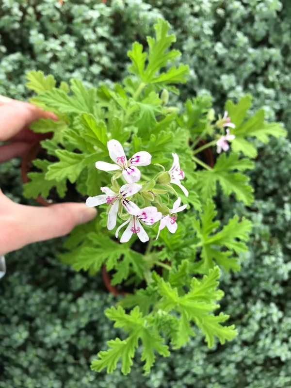 Citronella Geranium Live Plant - Mosquito Repellent - 4 Pack 2 inch Pots - Image 5