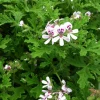 Citronella Geranium Live Plant - Mosquito Repellent - 4 Pack 2 inch Pots - Image 1