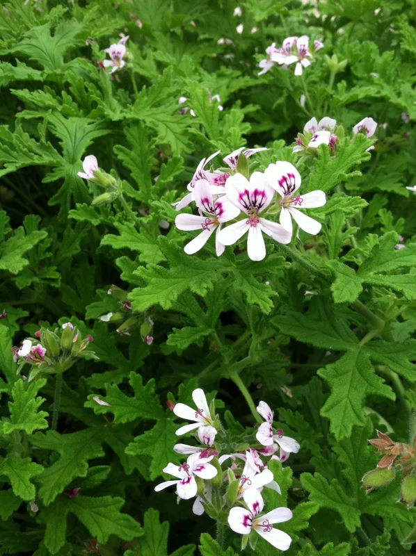 Citronella Geranium Live Plant - Mosquito Repellent - 4 Pack 2 inch Pots - Image 1