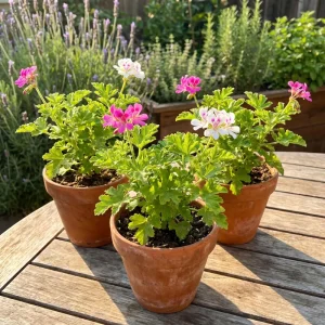 Citronella Pelargonium Live Plant 4-7 Inches – Fragrant Indoor/Outdoor Herb - Image 2