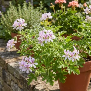 Citronella Pelargonium Live Plant 4-7 Inches – Fragrant Indoor/Outdoor Herb - Image 3