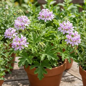Citronella Pelargonium Live Plant 4-7 Inches – Fragrant Indoor/Outdoor Herb - Image 4