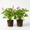 Citronella Pelargonium Live Plant 4-7 Inches – Fragrant Indoor/Outdoor Herb - Image 1