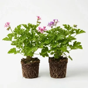 Citronella Pelargonium Live Plant 4-7 Inches – Fragrant Indoor/Outdoor Herb - Image 1