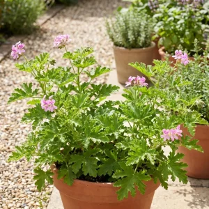 Citronella Pelargonium Live Plant 4-7 Inches – Fragrant Indoor/Outdoor Herb - Image 5