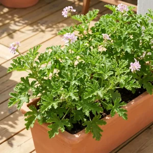 Citronella Pelargonium Live Plant 4-7 Inches – Fragrant Indoor/Outdoor Herb - Image 6
