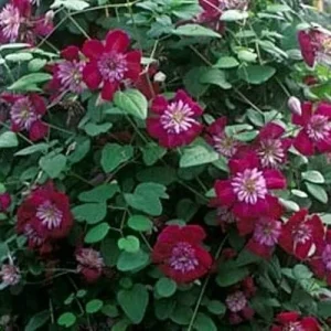 Clematis 'Avant-Garde' Perennial Vine - Live Flowering Plant - Image 2