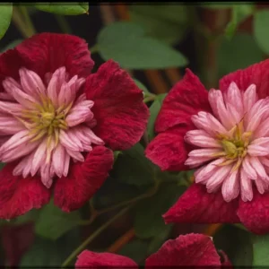 Clematis 'Avant-Garde' Perennial Vine - Live Flowering Plant - Image 1