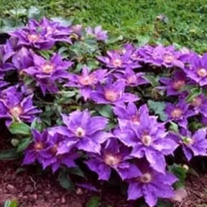 Clematis 'Bijou' Live Plant – Compact Perennial Vine – Outdoor Flower - Image 2