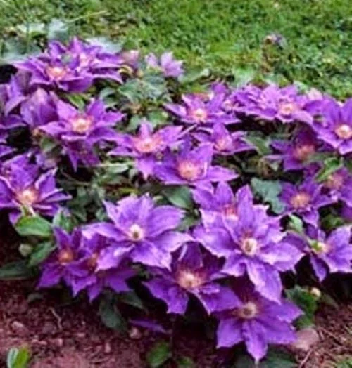 Clematis 'Bijou' Live Plant – Compact Perennial Vine – Outdoor Flower - Image 2