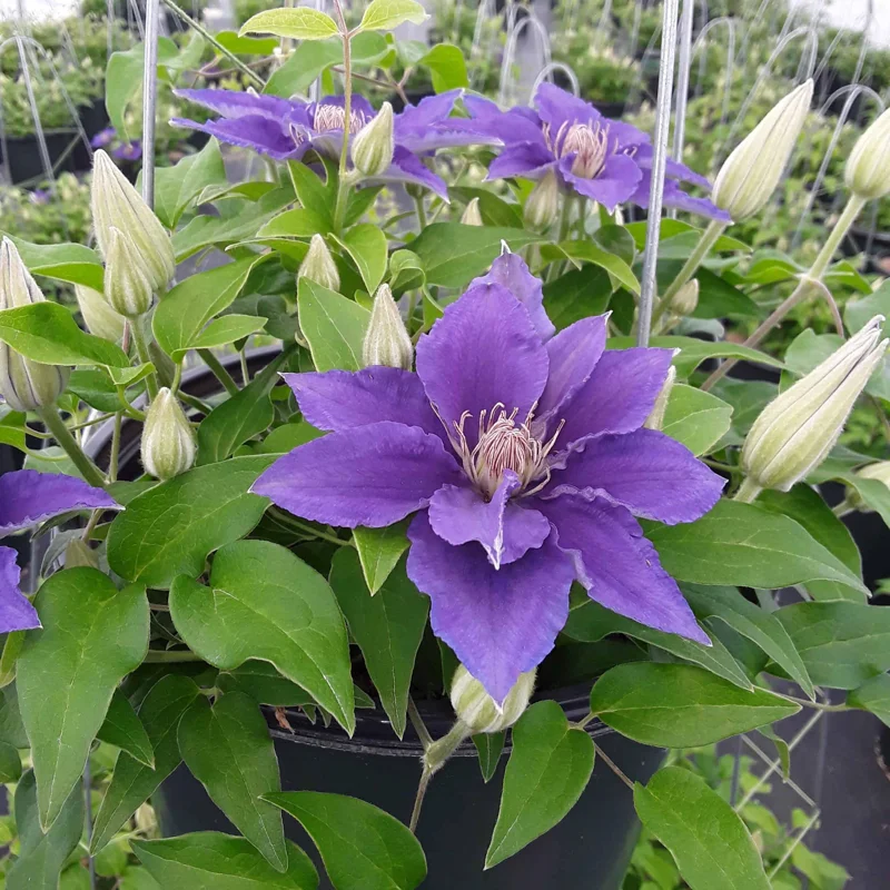 Clematis 'Bijou' Live Plant – Compact Perennial Vine – Outdoor Flower - Image 1