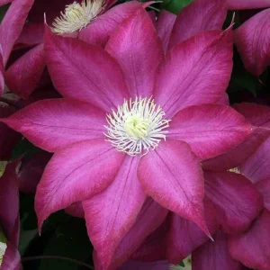 Clematis 'Bourbon' Live Plant – Perennial Flowering Vine for Outdoor Gardens - Image 2