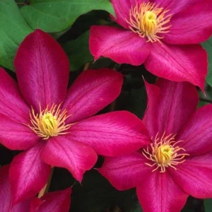 Clematis 'Bourbon' Live Plant – Perennial Flowering Vine for Outdoor Gardens - Image 1