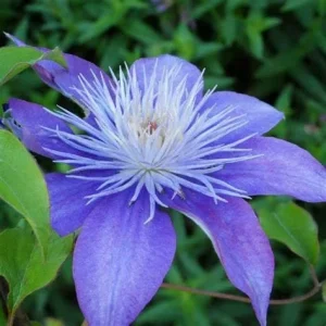 Clematis 'Crystal Fountain' Live Plant - Perennial Flowering Vine - Image 2