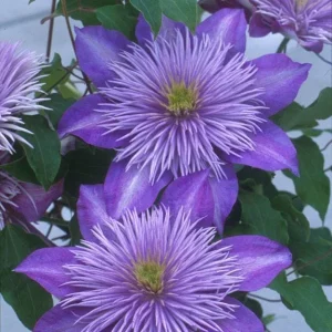 Clematis 'Crystal Fountain' Live Plant - Perennial Flowering Vine - Image 3