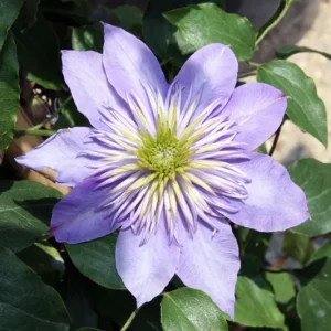 Clematis 'Crystal Fountain' Live Plant - Perennial Flowering Vine - Image 1